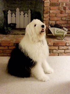 Dixie - Old English Sheepdog